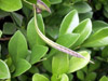 Centrosema virginianum (L.) Benth.