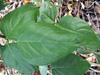 feuilles : Pois sabre ou haricot sabre. Canavalia gladiata.