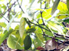 Poivrier Poivre Piper nigrum L Piper Aromaticum