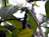 Poivrier Poivre Piper nigrum L Piper Aromaticum