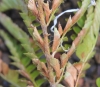 Polystichum ammifolium (Poir.) C. Chr.