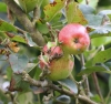 Pommes Malus domestica Borkh.