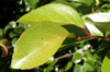 Prune malgache - Flacourtia indica Merr fruit La Réunion