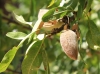Amandier, Prunus dulcis.