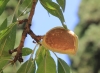 Amandier, Prunus dulcis.
