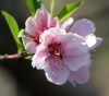 Fleur Prunus persica. Pêcher.