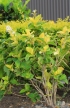 Pseuderanthemum carruthersii (Seem.) Guillaumin.