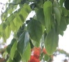 Pterocarpus indicus Willd.