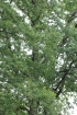 Quercus robur L, Chêne pédonculé