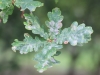 Quercus robur L, Chêne pédonculé