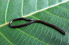 Indotyphlops braminus (Daudin, 1803), Couleuvre de terre
