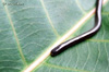 Indotyphlops braminus (Daudin, 1803), Couleuvre de terre