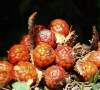Raphia farinifera. Fruits.