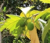 Rimier. Artocarpus altilis (Parkinson) Fosberg var. seminiferus (Duss) Fournet.