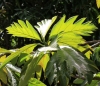 Rimier. Artocarpus altilis (Parkinson) Fosberg var. seminiferus (Duss) Fournet.