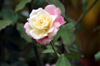 Rose de Bourbon Rosa x borboniana