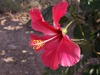 Rose de Chine Hibiscus rosa sinensis