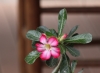Rose du désert - Adenium. Plante succulente