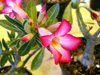 Rose du désert -  Adenium obesum