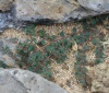 Euphorbia prostrata Aiton.
