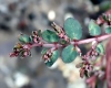 Euphorbia prostrata Aiton. Rougette.