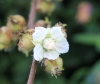 Rubus alceifolius Poir.