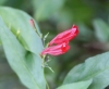 Fleurs Ruellia brevifolia.