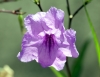 Fleur : Ruellia simplex.
