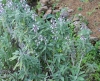 Salvia officinalis L. Sauge officinale.