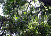 sapotier fruit sapote Diospyros nigra.