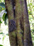 Diospyros nigra. sapotier sapote : tronc