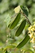Fruits : Caesalpinia decapetala.