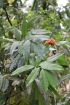 Saraca asoca (Roxb.) Willd.