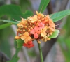Saraca asoca (Roxb.) Willd.