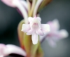 Satyrium amoenum. Orchidée.