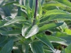 Salvia farinacea. Feuilles.