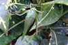 Holochlora biloba sauterelle de La Réunion