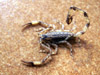 Scorpion Isometrus maculatus