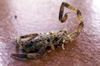 Scorpion Isometrus maculatus Faune de l'île de La Réunion
