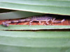 Scorpion Isometrus maculatus Faune de l'île de La Réunion