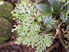 Selaginella sinuosa (Desv.) Alston.