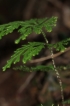 Selaginella fruticulosa (Bory ex Willd.) Spring.
