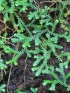 Selaginella obtusa (P. Beauv.) Spring.