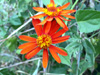 Pseudogynoxys chenopodioides (Kunth) Cabrera, Séneçon, senecio orange, marguerite orange