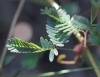 Mimosa pudica. Feuille.