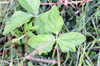 Macroptilium atropurpureum : feuilles