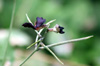 Macroptilium atropurpureum : fleurs et gousses