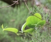 Smilax anceps Willd.