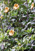 Solandre Calice d'or Liane trompette Solandra grandiflora