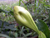 Solandre Calice d'or Liane trompette Solandra grandiflora